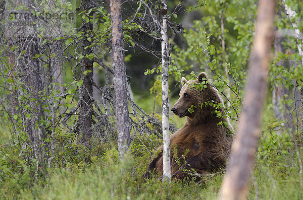 Braunbär (Ursus arctos)  Karelien  Finnland  Europa
