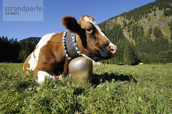 Kuh mit Kuhglocke liegt auf der Wiese  Almabtrieb  Tannheim  Tannheimer Tal  Tirol  Österreich  Europa