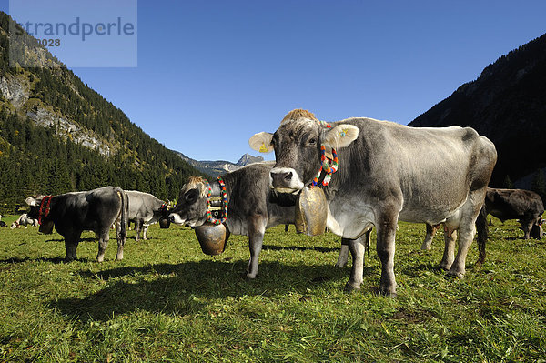 Geschmückte Kühe  Almabtrieb  Viehscheid  Tannheim  Tannheimer Tal  Tirol  Österreich  Europa