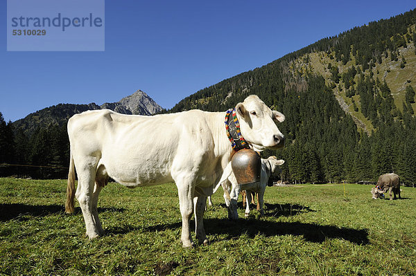Geschmückte Kühe  Almabtrieb  Viehscheid  Tannheim  Tannheimer Tal  Tirol  Österreich  Europa