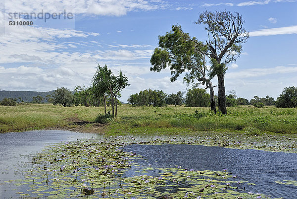 Viehtränke mit blauen Lotusblumen  auch blaue Wasserlilien (Nymphea caerulea)  Highway 1  Queensland  Australien