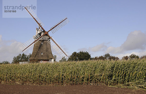 Windmühle auf Föhr  Nordfriesische Inseln  Schleswig-Holstein  Deutschland  Europa