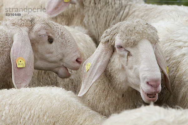 Schafe  Hausschafe (Ovis orientalis aries)  Bauernhof  Salzburg  Österreich  Europa