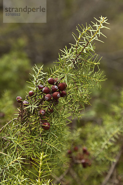 Wildwachsende Wacholderbeeren (Juniperus) am Busch  Montouliers  Herault  Frankreich  Europa