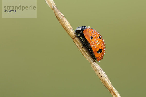 Marienkäfer (Coccinellidae)  Biosphärenreservat Mittlere Elbe  Sachsen-Anhalt  Deutschland  Europa