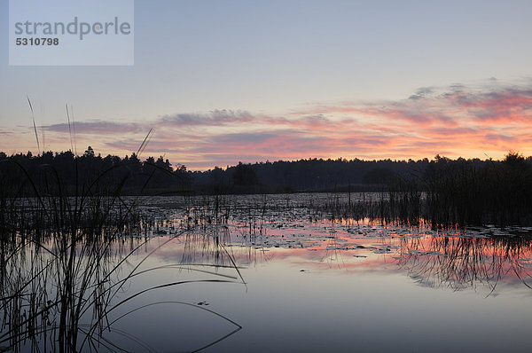Sonnenaufgang an einem kleinen See bei Großräschen  Brandenburg  Deutschland  Europa