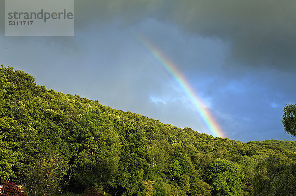 Regenbogen über einem Mischwald  Lifton  Devon  England  Großbritannien  Europa