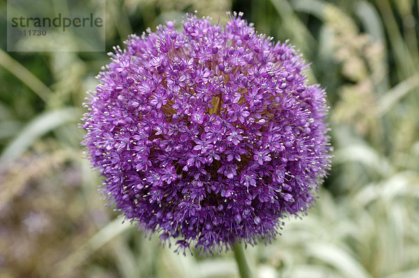 Violette Zwiebelblüte (Allium cepa)