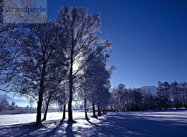 Schneebedeckte Bäume in einer Winterlandschaft  Seeuferweg  Chiemsee  Oberbayern  Deutschland  Europa