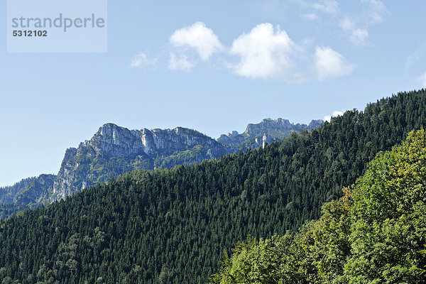 Blick über einen Kiefernwald auf die Kampenwand  Adersberg  Chiemgau  Oberbayern  Deutschland  Europa