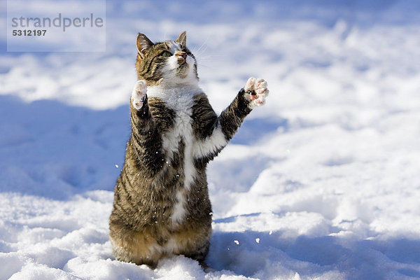 Getigerte Hauskatze im Schnee versucht mit ihren Pfoten etwas zu fangen  Nordtirol  Österreich  Europa