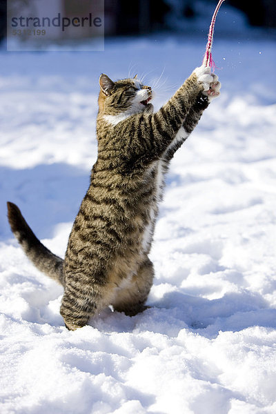 Getigerte Hauskatze im Schnee hat mit ihren Pfoten eine Schnur gefangen  Nordtirol  Österreich  Europa
