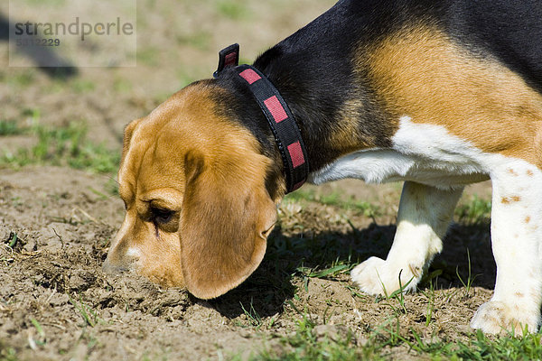 Beagle schnüffelt in der Erde