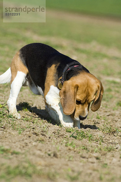 Beagle gräbt Loch in der Erde