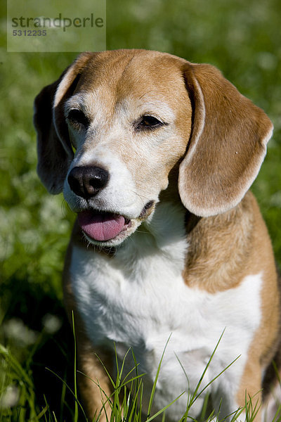 Beagle hecheln