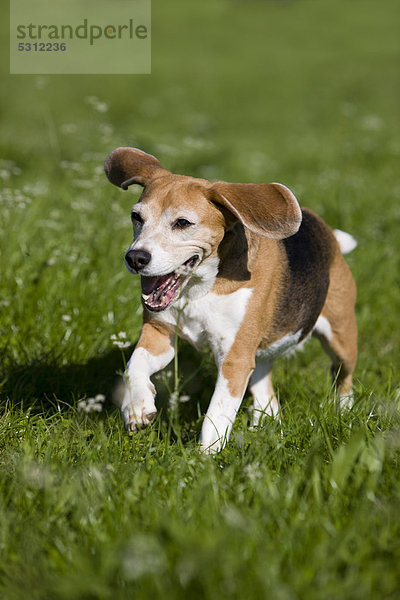 Beagle  alter Hund läuft durch Wiese