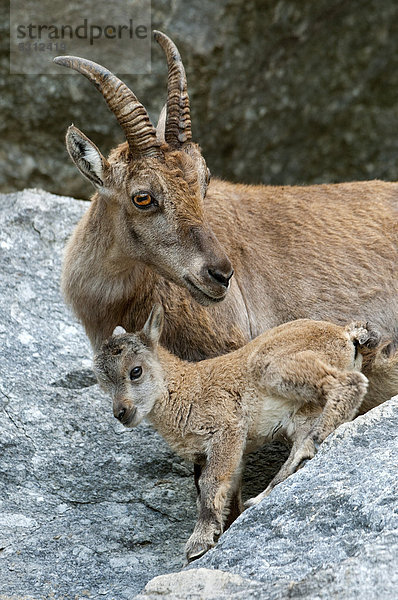 Alpensteinbock (Capra ibex) mit Jungtier  Alpenzoo  Innsbruck  Tirol  Österreich  Europa