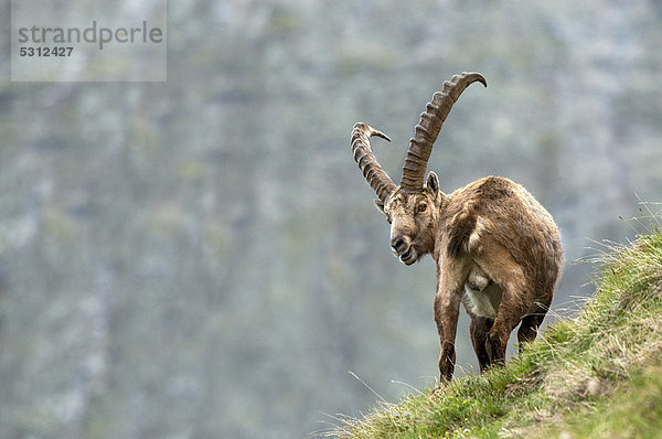 Alpensteinbock (Capra ibex)  männlich  Nationalpark Hohe Tauern  Kärnten  Österreich  Europa