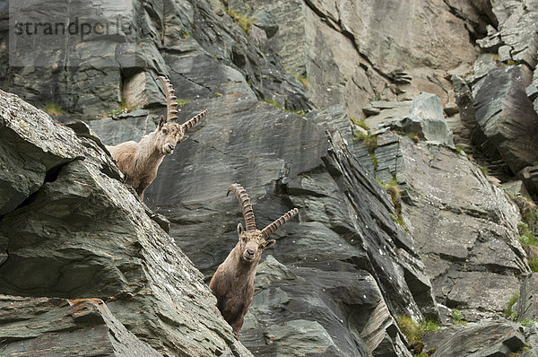 Alpensteinböcke (Capra ibex)  männlich  Nationalpark Hohe Tauern  Kärnten  Österreich  Europa