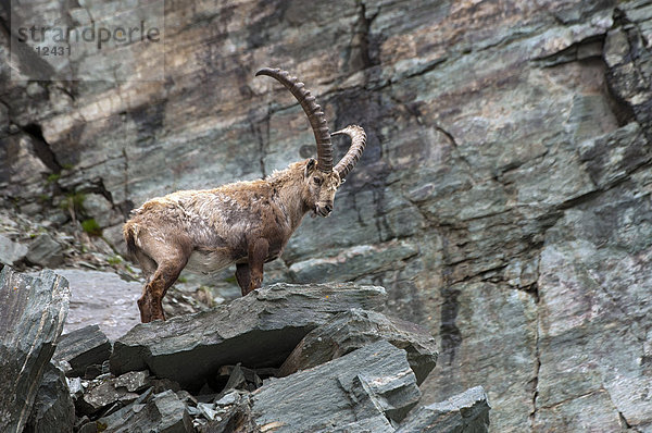 Alpensteinbock (Capra ibex)  männlich  Nationalpark Hohe Tauern  Kärnten  Österreich  Europa
