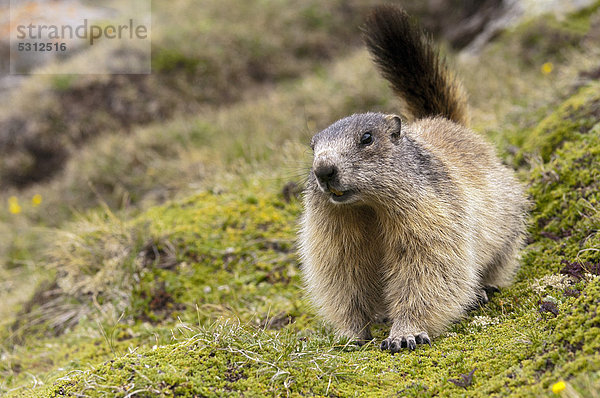 Murmeltier (Marmota marmota)  Nationalpark Hohe Tauern  Kärnten  Österreich  Europa