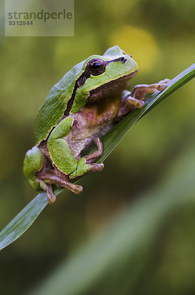 Europäischer Laubfrosch (Hyla arborea)  Riedlingsdorf  Burgenland  Österreich  Europa