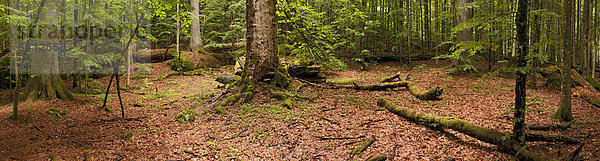 Urwald  Nationalpark Bayerischer Wald  Bayern  Deutschland  Europa