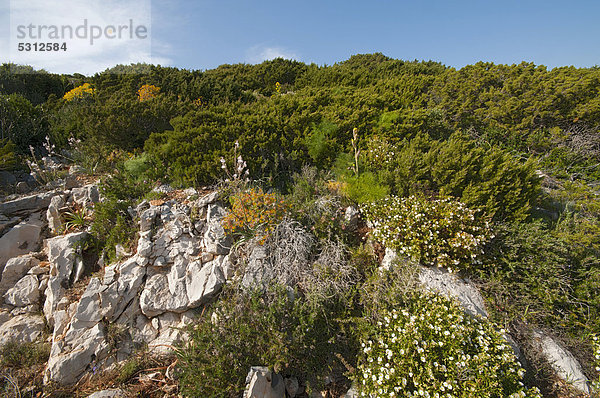 Macchie  Buschlandschaft  Sardinien  Italien  Europa