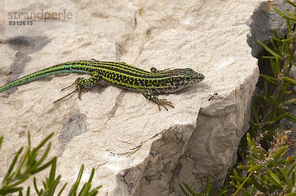 Tyrrhenische Mauereidechse (Podarcis tiliguerta)  Sardinien  Italien  Europa