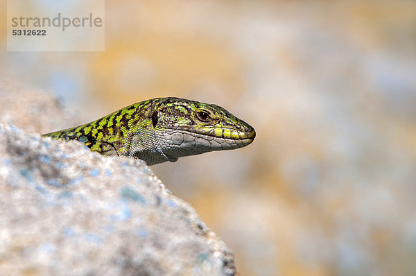 Ruineneidechse (Podarcis sicula cettii)  Sardinien  Italien  Europa