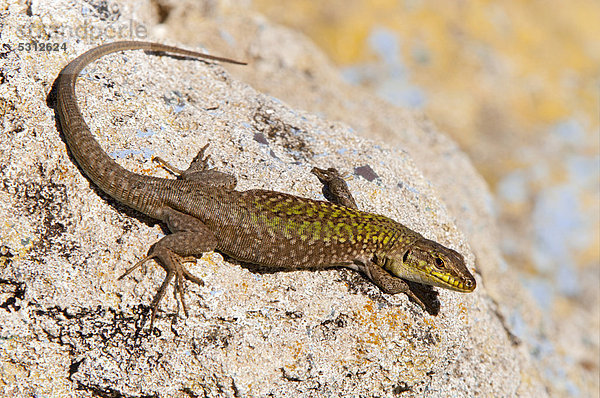 Ruineneidechse (Podarcis sicula cettii)  Sardinien  Italien  Europa