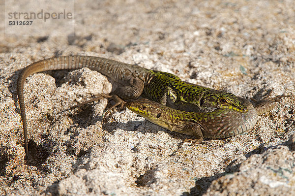 Ruineneidechse (Podarcis sicula cettii)  Sardinien  Italien  Europa