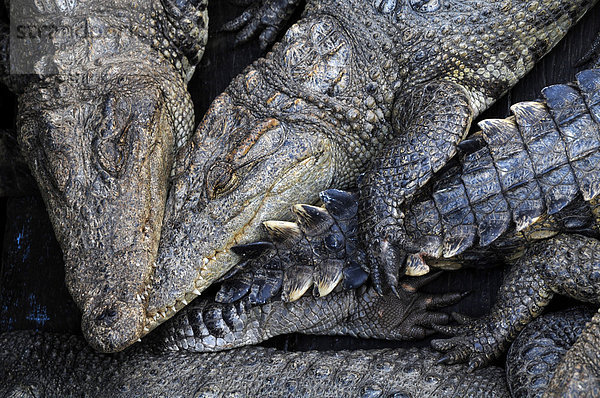 Krokodile (Crocodilia) aus Zucht in Krokodilfarm am Tonle Sap See  Siem Reap  Kambodscha  Südostasien  Asien