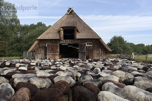 Schafe  Schafstall bei Wilsede  Lüneburger Heide  Niedersachsen  Deutschland  Europa