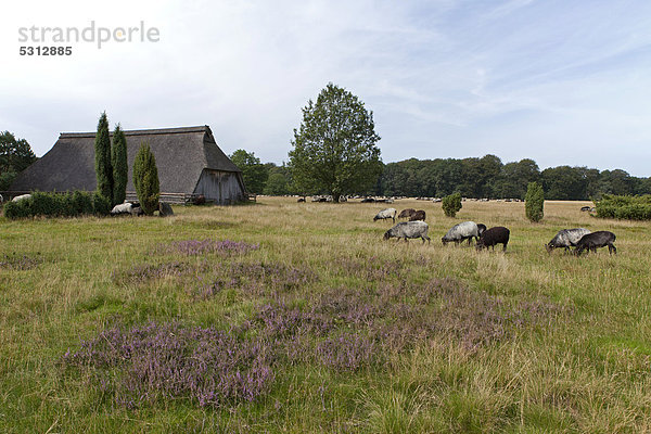 Schafe  Museums-Schafstall bei Wilsede  Lüneburger Heide  Niedersachsen  Deutschland  Europa