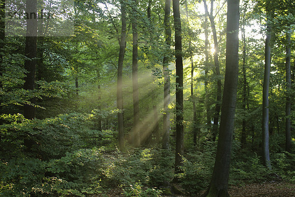 Wald mit Sonnenstrahlen  Orscholz  Mettlach  Saarland  Deutschland  Europa
