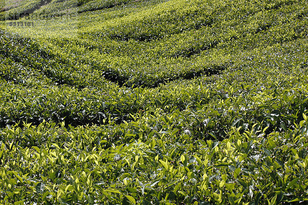 Teeplantage  Malaysia  Südostasien