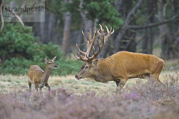 Rothirsch und Rothirschkuh (Cervus elaphus)  Niederlande  Europa