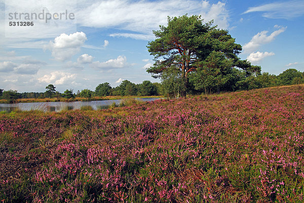 Landschaft mit blühender Heide (Calluna vulgaris)  Waldkiefern (Pinus sylvestris) und Moorsee  Heideblüte  Naturschutzgebiet  Naturpark Lüneburger Heide  Niedersachsen  Deutschland  Europa