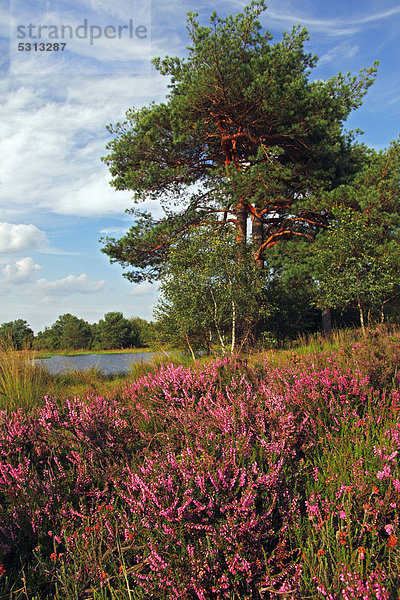 Landschaft mit blühender Heide (Calluna vulgaris)  Waldkiefern (Pinus sylvestris) und Moorsee  Heideblüte  Naturschutzgebiet  Naturpark Lüneburger Heide  Niedersachsen  Deutschland  Europa