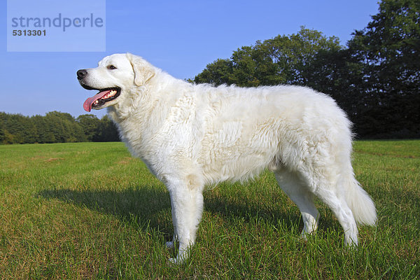 Kuvasz (Canis lupus familiaris)  Rüde  Herdenschutzhund