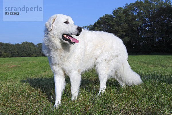 Kuvasz (Canis lupus familiaris)  Rüde  Herdenschutzhund