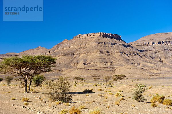 Akazien und Dornengewächse in trockener Steinwüste mit Tafelberg  Draa-Tal  Südmarokko  Marokko  Afrika