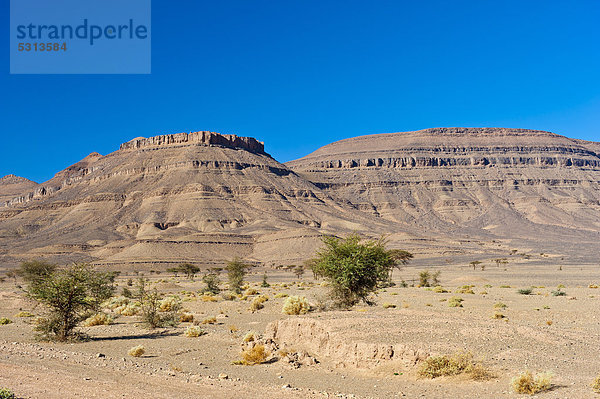 Akazien und Dornengewächse in trockener Steinwüste mit Tafelbergen  Draa-Tal  Südmarokko  Marokko  Afrika