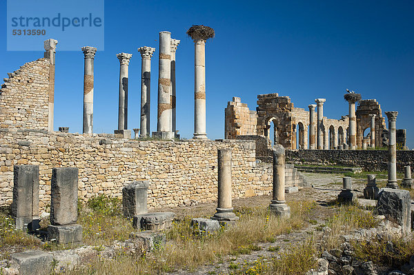 Römische Ruinen  antike Residenzstadt Volubilis  UNESCO-Weltkulturerbe  Marokko  Nordafrika  Afrika