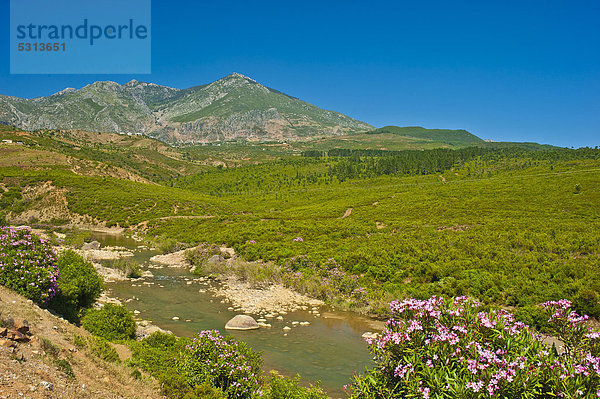 Blühender Oleander (Nerium oleander) an einem Flusslauf  typische Landschaft im Riffgebirge  Nordmarokko  Marokko  Afrika