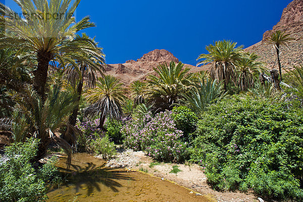 Blühender Oleander (Nerium oleander) und Dattelpalmen (Phoenix) an einem Fluss im Ait Mansour Tal  Antiatlas  Südmarokko  Marokko  Afrika