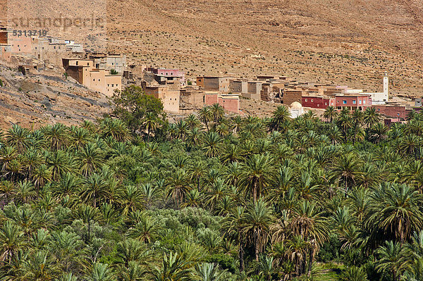 Kleines Berberdorf mit Moschee und Palmenhain  Ait Mansour Tal  Antiatlas  Südmarokko  Marokko  Afrika