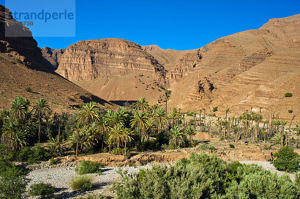 Berglandschaft im Ait Mansour Tal mit Dattelpalmen in einem ausgetrockneten Flussbett  Antiatlas  Südmarokko  Marokko  Afrika