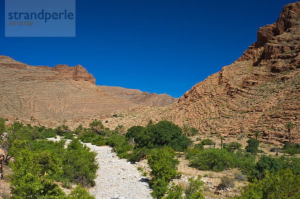 Mit Palmen  Sträuchern und Bäumen bewachsenes ausgetrocknetes Flussbett im Ait Mansour Tal  Antiatlas  Südmarokko  Marokko  Afrika